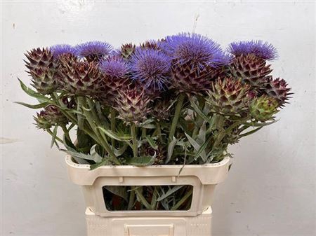 <h4>Cynara Cardunculus</h4>