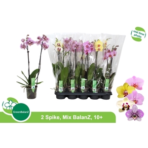 PHAL GEM