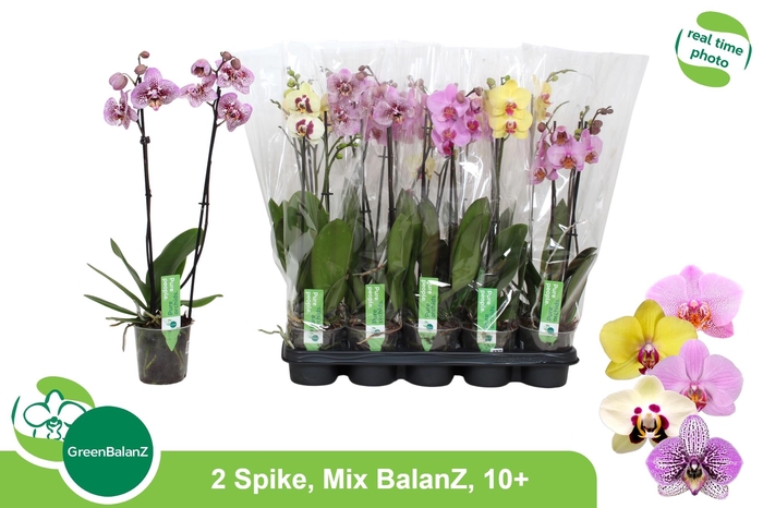 <h4>PHAL GEM</h4>