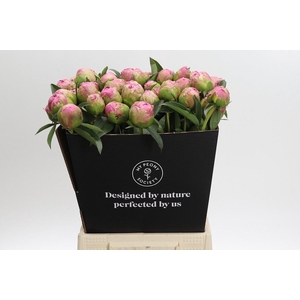Paeonia Jacorma