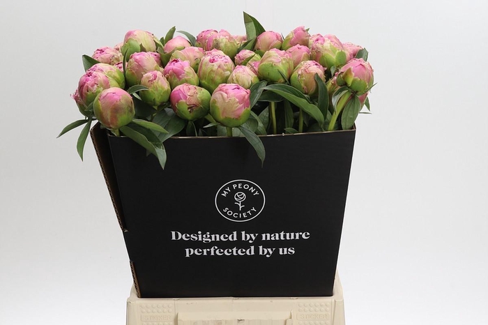 <h4>Paeonia Jacorma</h4>