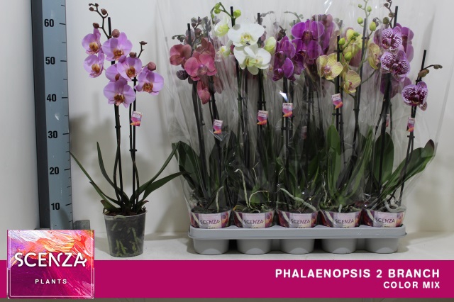 <h4>PHAL GEM 7 KL</h4>