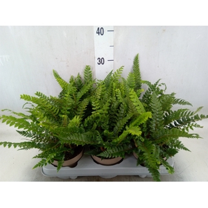 Polystichum tsus-simense