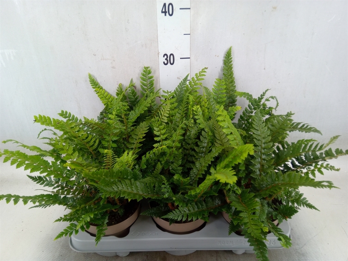 <h4>Polystichum tsus-simense</h4>