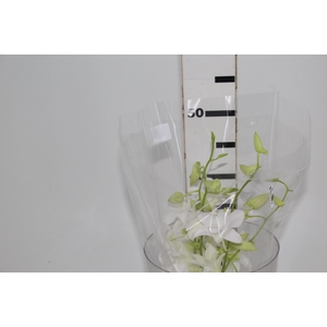 DENPHALAEN MACO MINIMO 30 FLORES