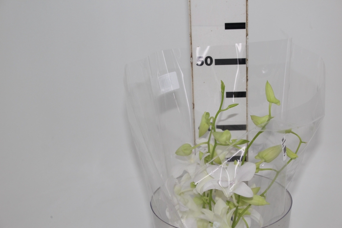 DENPHALAEN MACO MINIMO 30 FLORES