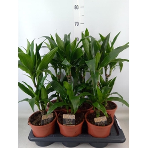 Dracaena frag. 'Janet Craig'