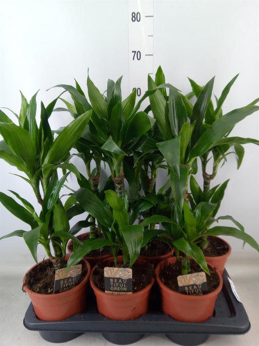 <h4>Dracaena frag. 'Janet Craig'</h4>