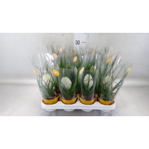 Tillandsia cyanea 'Biancini'