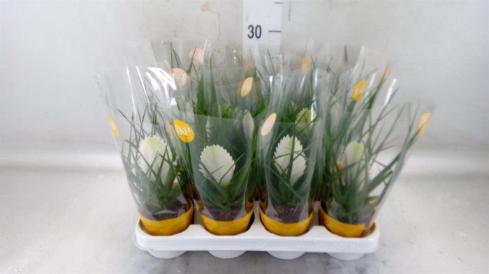 <h4>Tillandsia cyanea 'Biancini'</h4>