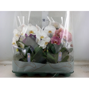 Phalaenopsis   ...mix