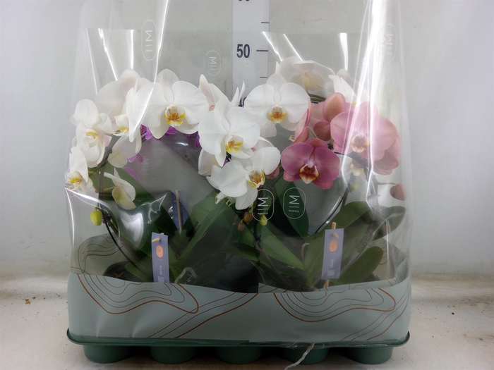 <h4>Phalaenopsis   ...mix</h4>