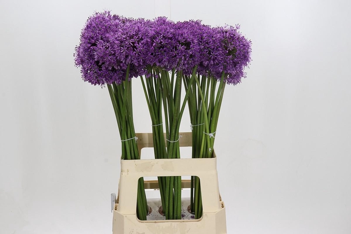 <h4>Allium Gladiator</h4>