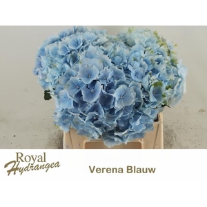 HYDR M CH VERENA BL