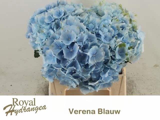 <h4>HYDR M CH VERENA BL</h4>