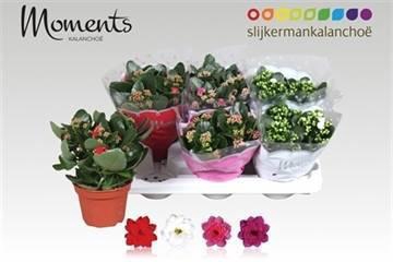 <h4>KAL GE GEM 4 KL</h4>