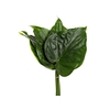 FOLHAGEM ALOCASIA CUCULLATA 040 CM
