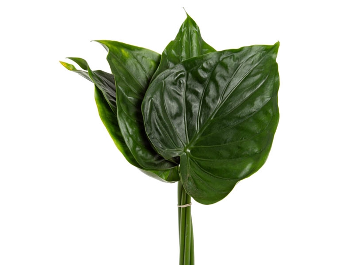 FOLHAGEM ALOCASIA CUCULLATA 040 CM