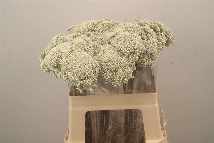 <h4>Ozoth Cooks Tall White</h4>