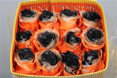 <h4>R Gr Eye Black Orange Ec</h4>