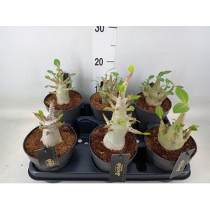 Adenium NB 'Ansu Baobab'