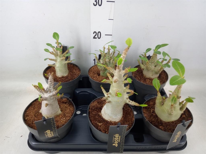 <h4>Adenium NB 'Ansu Baobab'</h4>