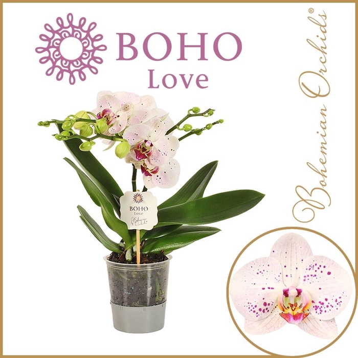 Phalaenopsis Bohemian Goya 12Ø 45cm 2st 15fl