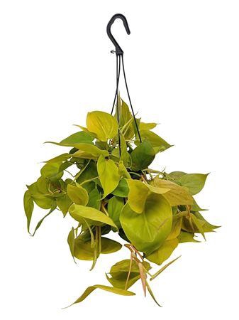 <h4>Philodendron Neon Hangpot</h4>