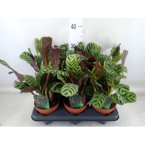 Ctenanthe burle-marxii