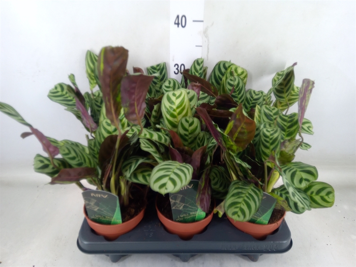 <h4>Ctenanthe burle-marxii</h4>