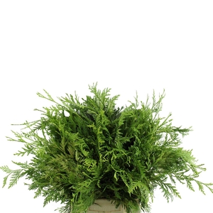 Conif.thuja Zebrina