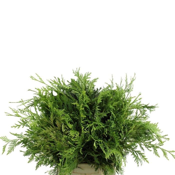 <h4>Conif.thuja Zebrina</h4>