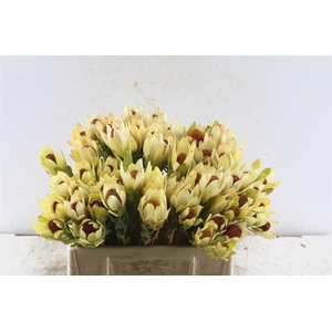 Leucad Disc Pom-pom Red