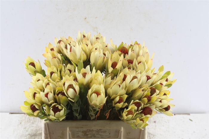 <h4>Leucad Disc Pom-pom Red</h4>