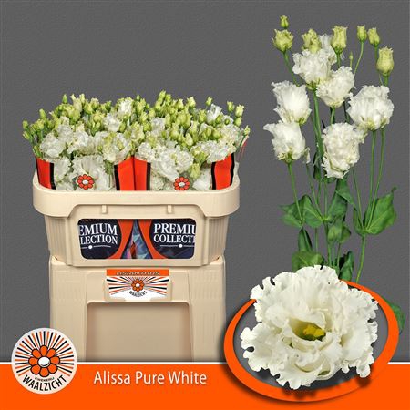 <h4>Eustoma G Alissa Pure White</h4>
