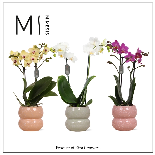 <h4>Mimesis Phal. Mix - 2 spike 9cm in Sophie Mix Ceramic</h4>