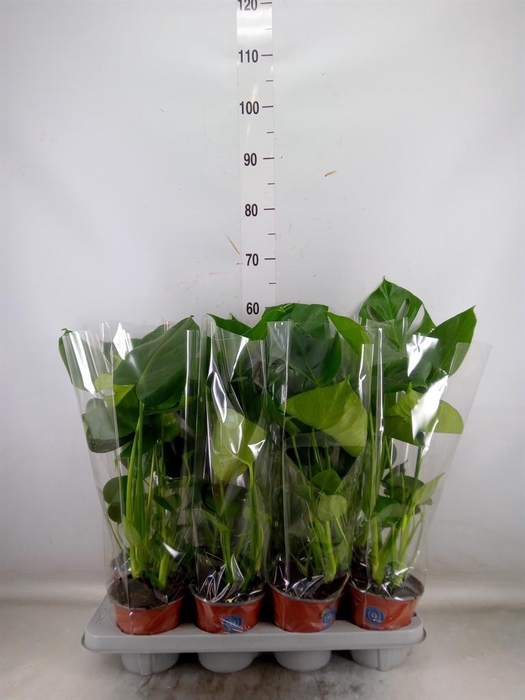 <h4>Monstera delic.</h4>