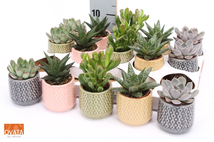 <h4>SUCC GEM 5 SRT</h4>