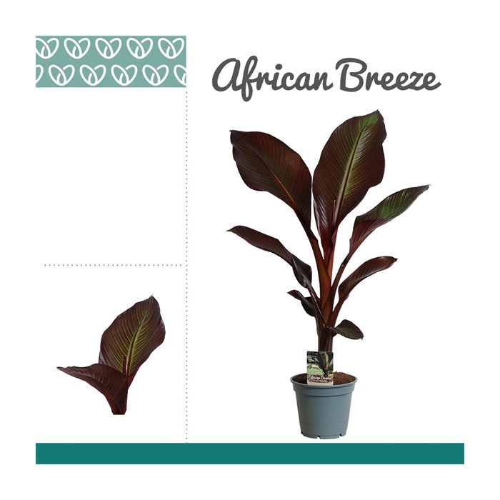 <h4>Ensete Maurelii Red Banana</h4>
