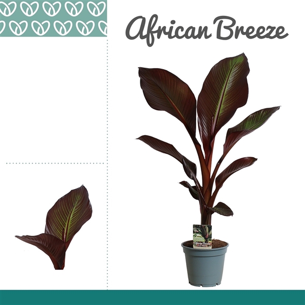 Ensete Maurelii Red Banana