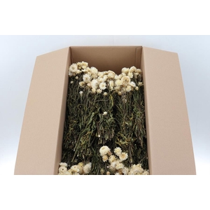 Helichrysum Dried White  100gr