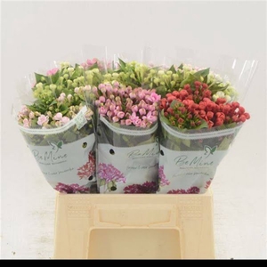 Bouvardia Mix Bucket