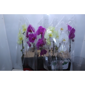 PHALAENOPSIS CASCATA P15 MIN 8 FLS