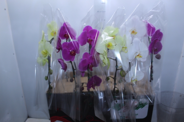 <h4>PHALAENOPSIS CASCATA P15 MIN 8 FLS</h4>