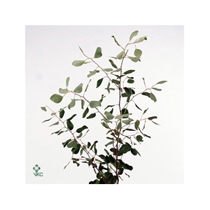 - EUCALYPTUS POPULUS 300 GR