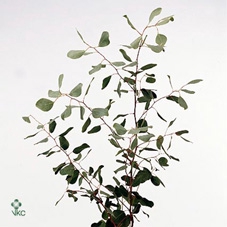 <h4>Euca Populus Per Tak</h4>