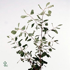 Euca polyanthemos