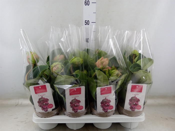 <h4>Medinilla  'Candy'</h4>