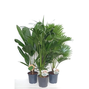 Exclusive palmmix / livi /licu /kent