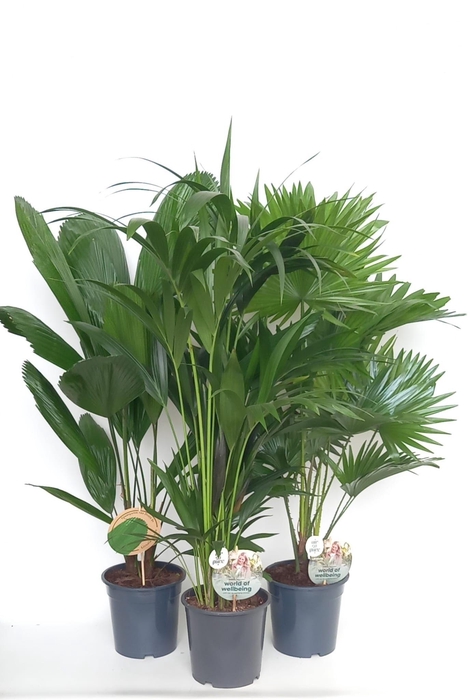 <h4>Exclusive palmmix / livi /licu /kent</h4>